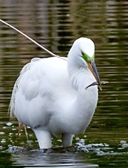 Ardea alba