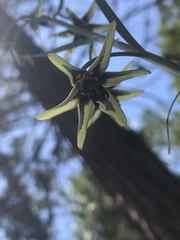 Fritillaria brandegeei