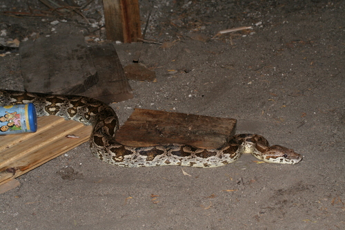 Acrantophis dumerili