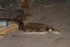 Acrantophis dumerili