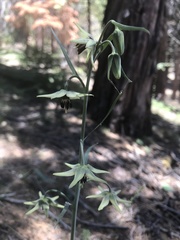 Fritillaria brandegeei
