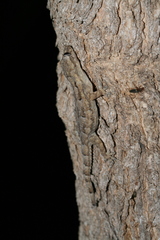 Hemidactylus mercatorius