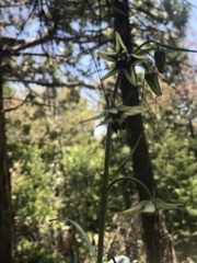 Fritillaria brandegeei