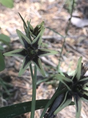 Fritillaria brandegeei