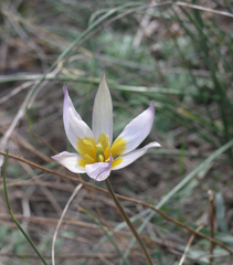 Tulipa patens