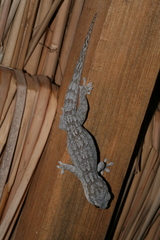 Blaesodactylus sakalava