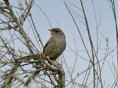 Curruca undata
