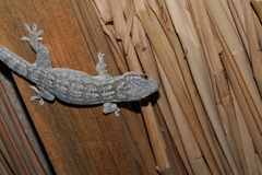 Blaesodactylus sakalava