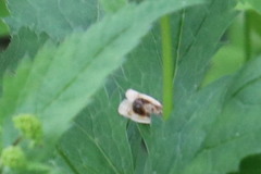 Clepsis melaleucanus