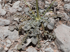 Chylismia multijuga