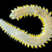 Pilargidae - Photo (c) smithsonian_marinegeo, some rights reserved (CC BY-NC-SA), uploaded by smithsonian_marinegeo