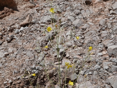 Chylismia multijuga