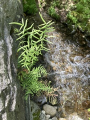 Pellaea atropurpurea