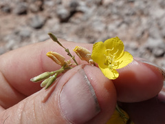 Chylismia multijuga