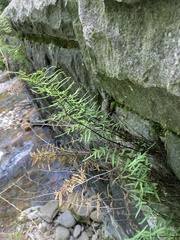 Pellaea atropurpurea