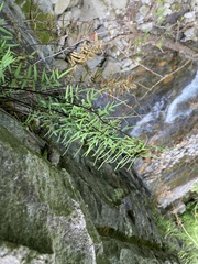 Pellaea atropurpurea