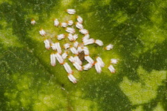 Aulacaspis tubercularis