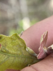 Andricus chinquapin