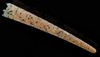 Pectinaria californiensis - Photo (c) smithsonian_marinegeo, some rights reserved (CC BY-NC-SA), uploaded by smithsonian_marinegeo