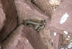 Tachymenis peruviana