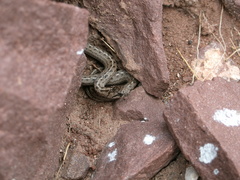 Tachymenis peruviana