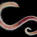 American Bloodworm - Photo (c) smithsonian_marinegeo, some rights reserved (CC BY-NC-SA), uploaded by smithsonian_marinegeo