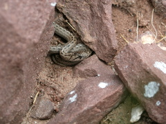 Tachymenis peruviana