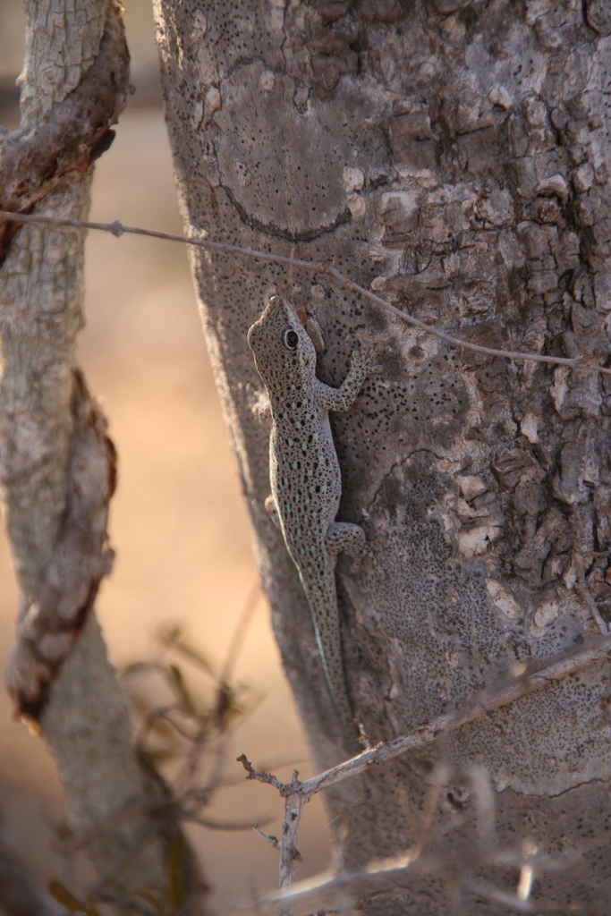 Short-headed Day Gecko