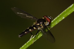 Ocyptamus gastrostactus