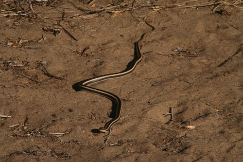 Dromicodryas bernieri