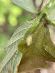 Neuroterus quercusirregularis