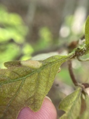 Neuroterus quercusirregularis