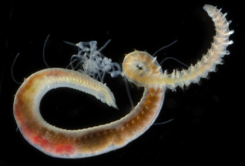 Representative image of Chaetozone