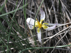 Tulipa patens