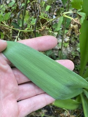 Hymenocallis occidentalis