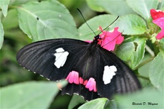 Parides anchises nephalion