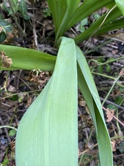 Hymenocallis occidentalis