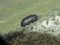 Armadillidium vulgare