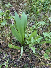 Hymenocallis occidentalis
