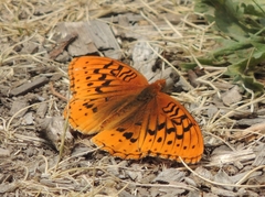 Speyeria cybele letona