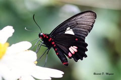 Parides anchises nephalion