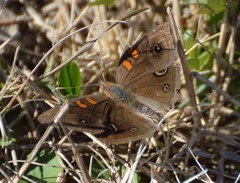 Junonia stemosa