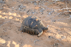 Astrochelys radiata