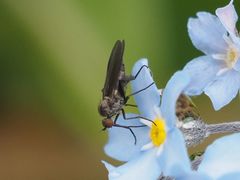Empis pennipes
