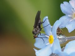 Empis pennipes