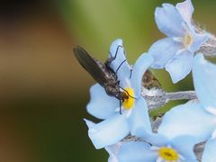 Empis pennipes