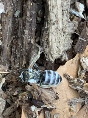 Colletes inaequalis