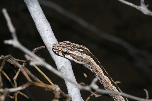 Common Big-eyed Snake, Mimophis mahfalensis
