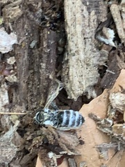 Colletes inaequalis