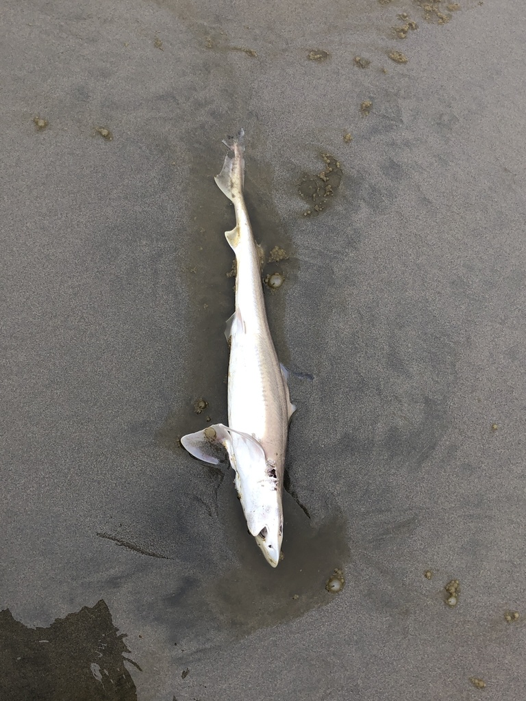 Brown Smoothhound